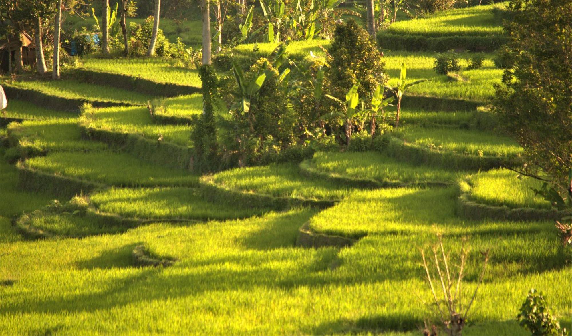 Graha Ayoe Lodge *